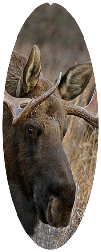 DNSA18-314 Gone Hunting (Moose)